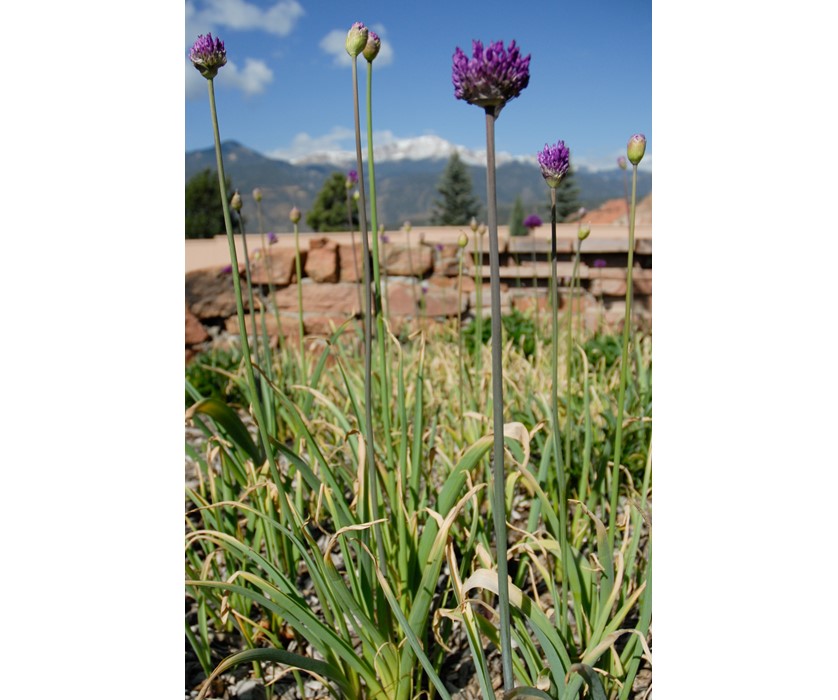 Purple Sensation Allium